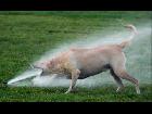 Funny Animals