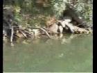 Selah - Down In The River To Pray + text