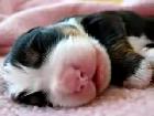 Small Cute Puppy