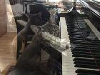 Kočka hraje na klavír