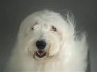 Luxusní reklama - Pedigree Dogs