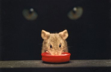 Toxoplasma - parazit si s člověkem umí pohrát jako kočka s myší
