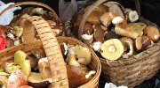 obr�zek k �l�nku Co s hromadou hub? Zkuste nov� recepty