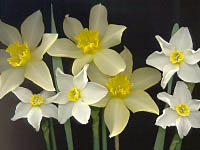 Narcisky