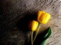�lut� tulip�ny