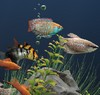 Dream Aquarium Screensaver