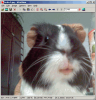 IrfanView 4.10
