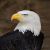 EagleMetawerzum