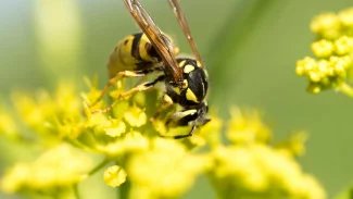 Anafylaktický šok po bodnutí hmyzem může mít i člověk, který dosud problémy netrpěl