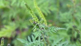 Slzící oči, pálící nos. Alergikům teď způsobí potíže ambrózie, dříve tu nerostla