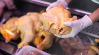 Vyznejte se v kuřatech. Takhle se liší selské od venkovského, olivová nežijí déle než ta z velkochovů