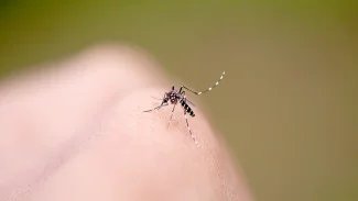 V Evropě přibývá infekcí přenášených komáry. Repelent na dovolenou si kupte předem