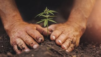 Tři kytky konopí na zahradě, psilocybin u lékaře. Tresty za drogy se zmírňují