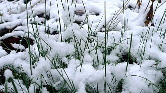 Česnek viničný se mrazu nebojí. Zkusíte ho najít?