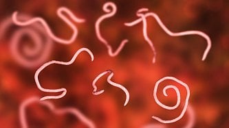 Roupi způsobují úporné svědění konečníku a bolesti břicha, mají je hlavně děti