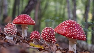 Muchomůrka červená (Amanita muscaria) je jedovatá houba z čeledi muchomůrkovitých. Patří k nejznámějším jedovatým houbám, ačkoliv fatální otravy jsou vzácností. Je užívána také pro své psychotropní účinky.