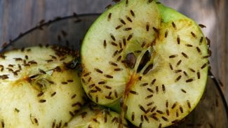 Na octomilky platí vysavač a návnada ze tří běžných ingrediencí