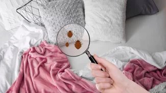 Pokud si přinesete například z dovolené několik jedinců, je možné použít běžné komerčně dostupné biocidní přípravky… Pokud je výskyt většího rozsahu, je potřeba zajistit likvidaci štěnic osobou, která má odbornou způsobilost k provádění speciální ochranné dezinsekce, uvádí na svém webu ostravská hygienická stanice.