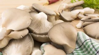 Hlíva ústřičná je zdravá díky beta-glukanům. Uvařit z ní můžete omáčku, guláš i dršťkovou polévku