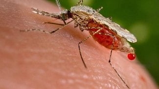 Náhledový obrázek - Austrálie přispěje Srí Lance na boj s horečkou dengue