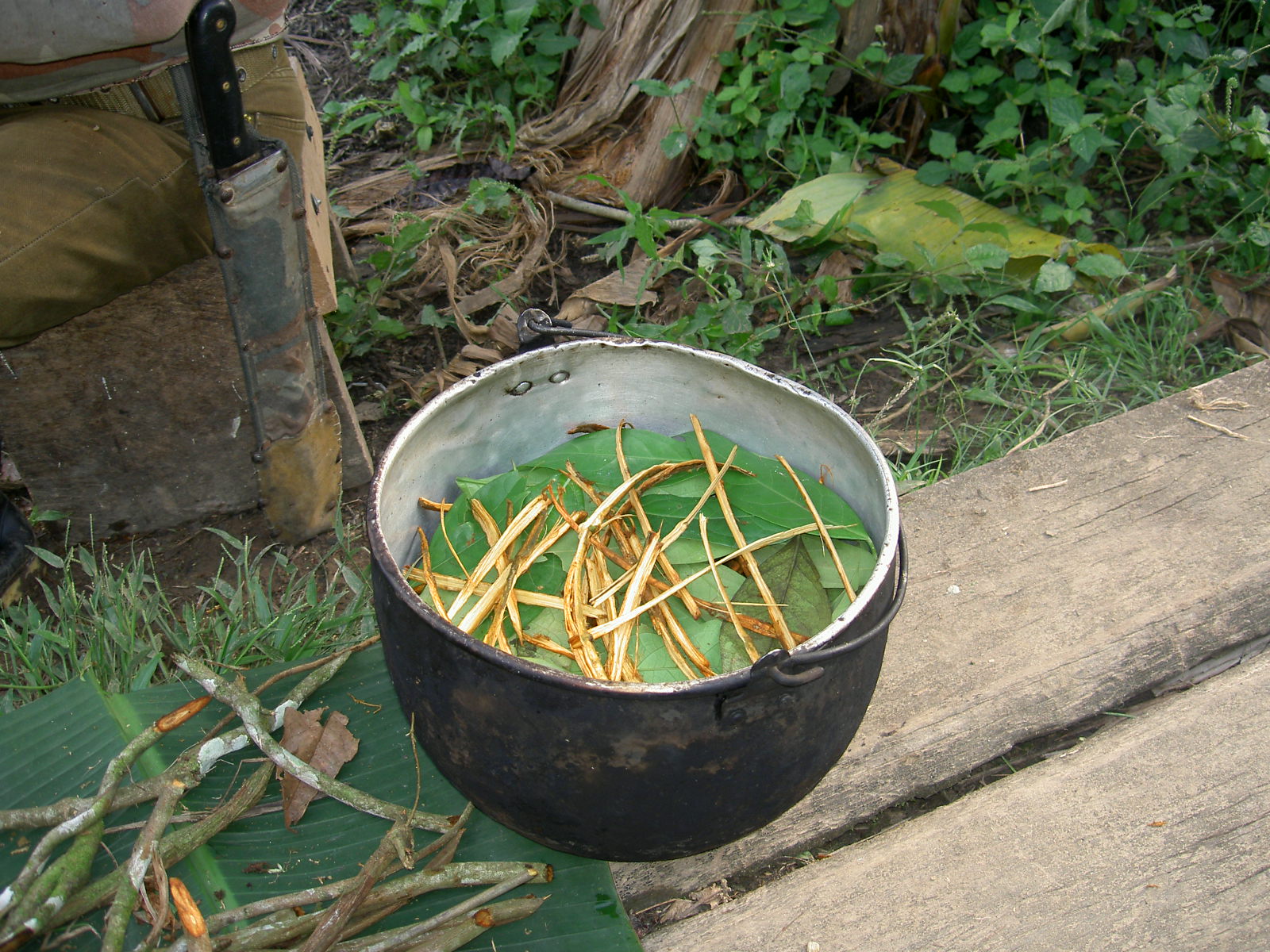 Ayahuasca - liána smrti