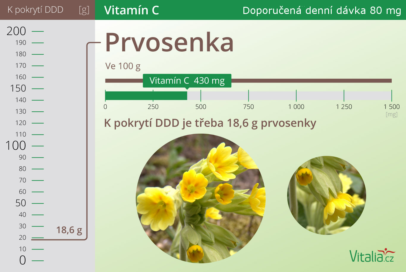 Prvosenka stejně jako kopřiva obsahuje až 430 mg vitamínu C na 100 g