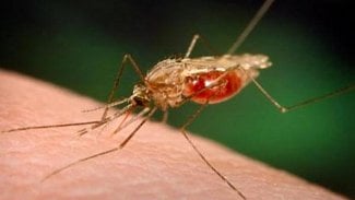 Náhledový obrázek - Srbskému Šabaci hrozí po záplavách epidemie nilské horečky