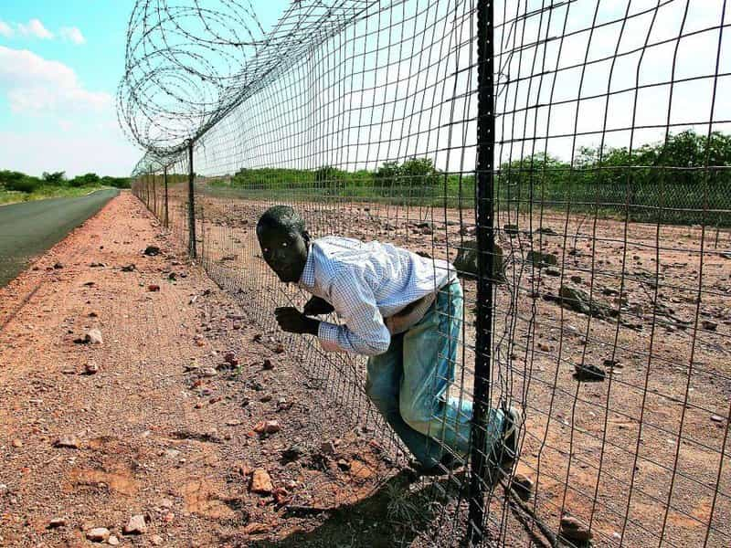  Plot z ostnatého drátu v délce 500 kilometrů, oddělující botswansko-zimbabwskou hranici, má oficiálně bránit přenosu nakažlivých onemocnění dobytka