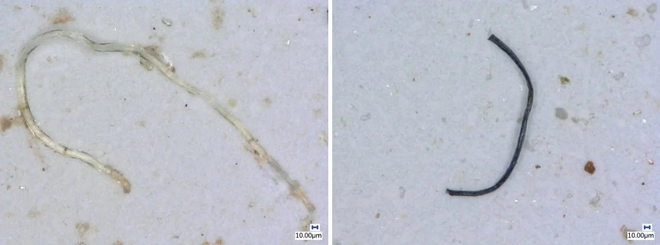 Velkým zdrojem mikroplastů jsou textilie z umělých vláken, zde uvolněná vlákna mnohokrát zvětšená pod mikroskopem