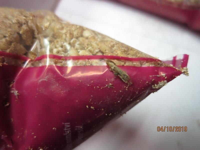 Nebezpečné potraviny - prodejce  Kim Hieu Tran, Potraviny LOTOS, Teplice, obilné výrobky. Uvnitř balení byl zjištěn výskyt živých škůdců. Obaly potravin byly poškozené a znečištěné činností škůdců - pavučinky, zámotky, otvory. Výskyt škůdců byl zjištěn i na provozovně - na regále s potravinami. 
Potraviny měly prošlé datum minimální trvanlivosti.