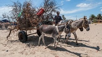 Náhledový obrázek - Ve Venezuele hrozí letos úmrtí na podvýživu asi 280.000 dětí