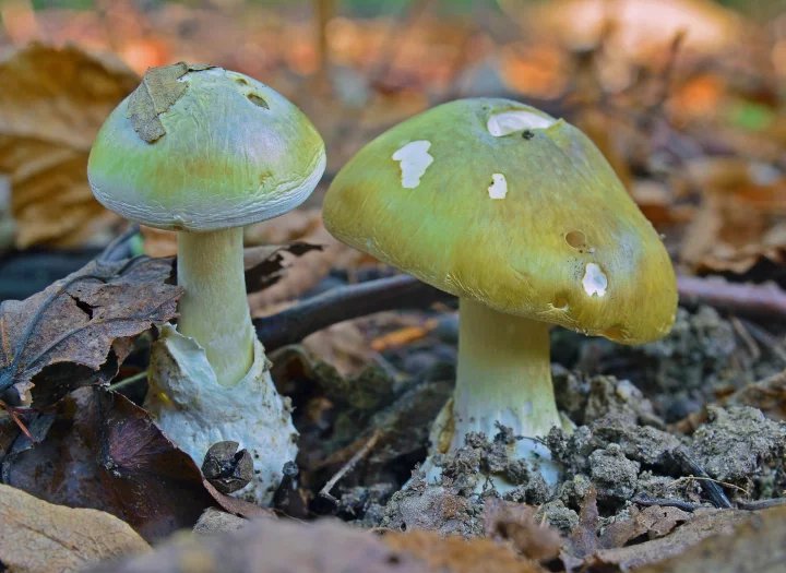 Muchomůrka zelená (Amanita phalloides), nejznámější česká jedovatá houba