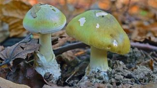Muchomůrka zelená (Amanita phalloides), nejznámější česká jedovatá houba