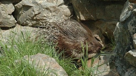 Náhledový obrázek - Hosté a vetřelci, co táhnou na sever. Klimatická změna způsobí i stěhování zvířat