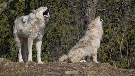 Náhledový obrázek - Povolení nezabíjet. Rakouští zemědělci smějí střílet na vlky gumovými projektily