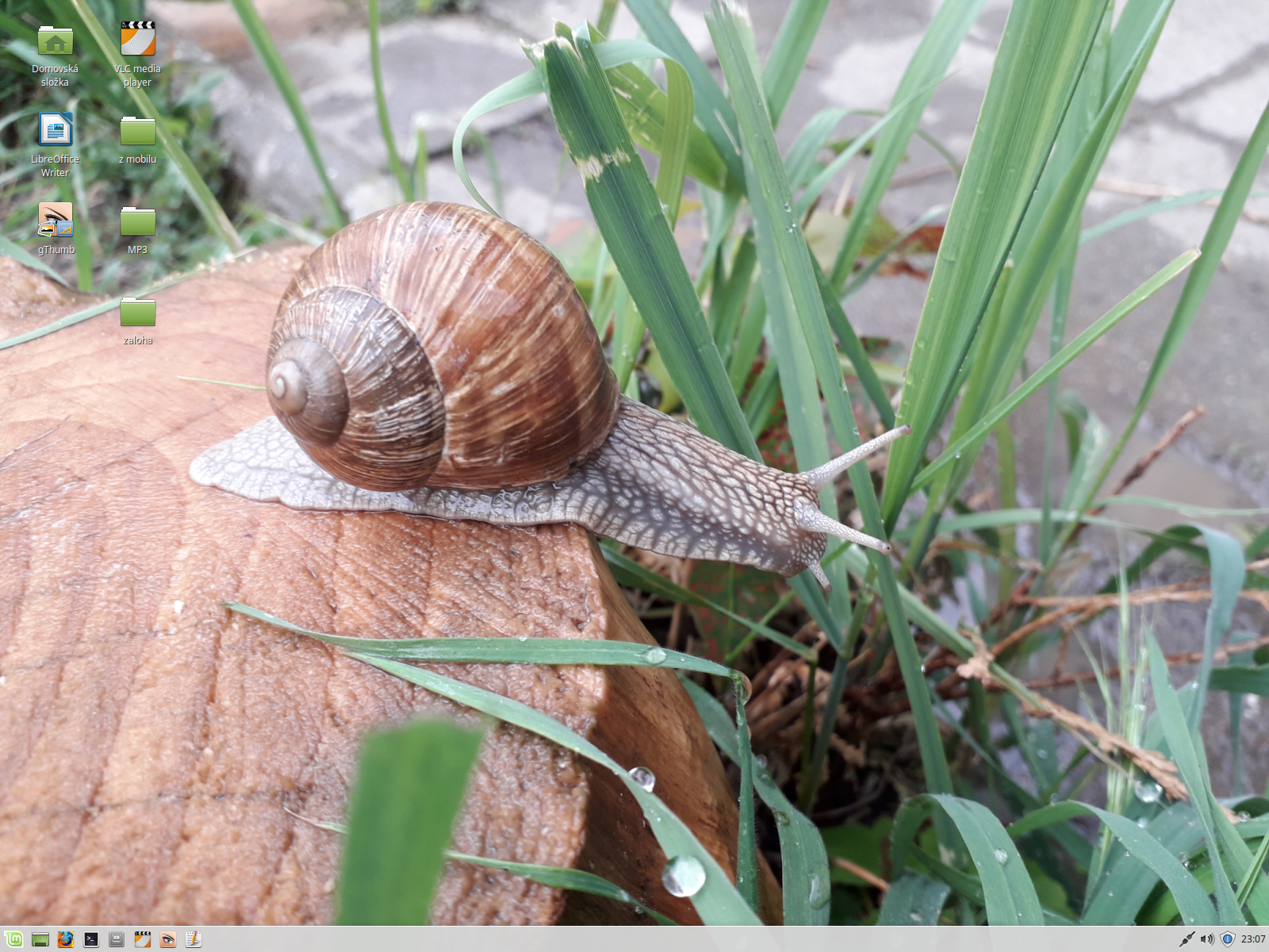 Linux Mint 18.2 - Xfce 64-bit. Poznámka: Šnek na pařezu vyfocen smartphonem Samsung J330FN
