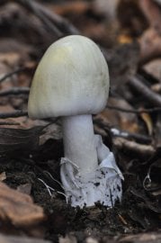 Muchomůrka zelená (Amanita phalloides)