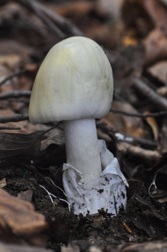 Muchomůrka zelená (Amanita phalloides)