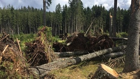 Náhledový obrázek - Poškozených stromů bylo loni nejvíce od orkánu Kyrill a Emma