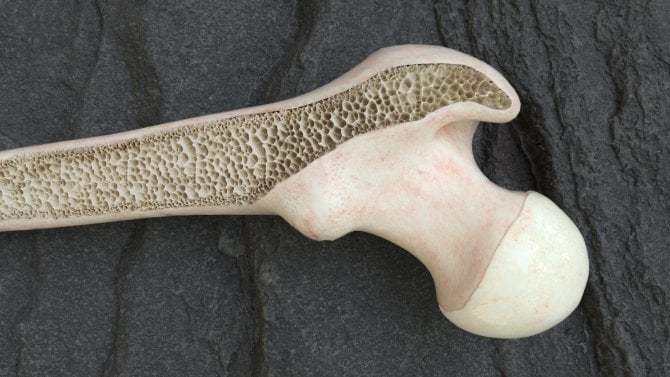 Osteoporóza, lidská kost a její struktura