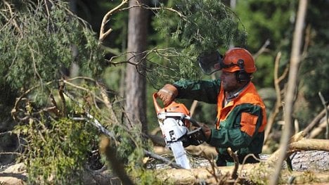 Náhledový obrázek - Česko by mělo posílit obnovitelné zdroje a zajistit obnovování lesů, požadují ekologové