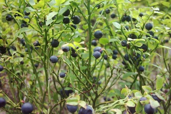 Brusnice borůvka (Vaccinium myrtillus) - léčivá rostlina z rodu brusnic, známá pod lidovým názvem borůvka. Modrý plod má výraznou chuť a schopnost barvit do modra. Je zdrojem antioxidantů.