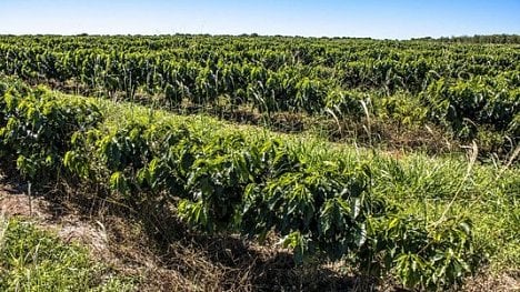 Náhledový obrázek - V Kolumbii představí kryptoměnu Coffee. Má pomoci pěstitelům kávy