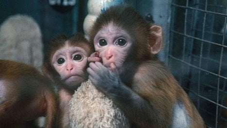 Náhledový obrázek - Nejen emise a opice: v Německu se k pokusům ročně použijí miliony zvířat, v Česku statisíce
