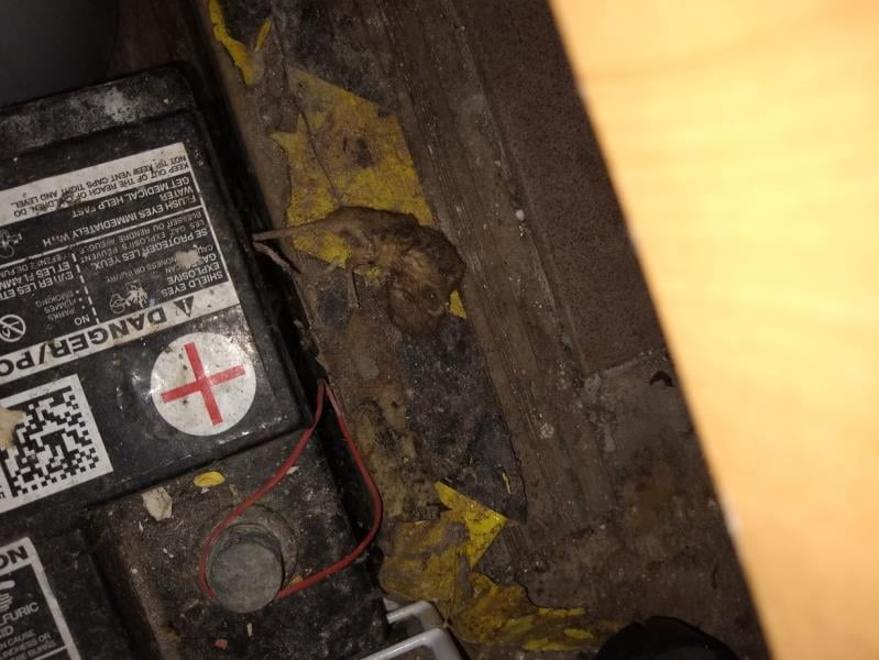 Výskyt myšího trusu a mrtvých myší. Výrazně zanedbaný úklid a výrazné znečištění všech prostor, nečistoty na podlaze, regálech či zařízeních. Nesprávná hygienická praxe, nevhodně skladované potraviny.