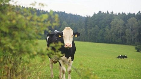 Náhledový obrázek - Lovci krav. Střílejme skot rovnou na louce, prosazují farmáři