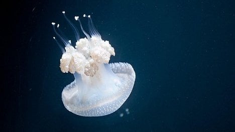 Náhledový obrázek - Tajemství medúz: chutnají jako ústřice, poslouží i jako filtr či hnojivo