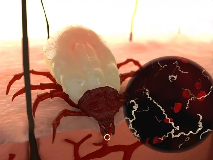 Lymská borelióza je infekční onemocnění, které přenáší klíště infikované bakterií Borrelia burgdorferi sensu. Tou se parazit nejčastěji nakazí prostřednictvím krve malých a středních savců, ptáků, ale i plazů.