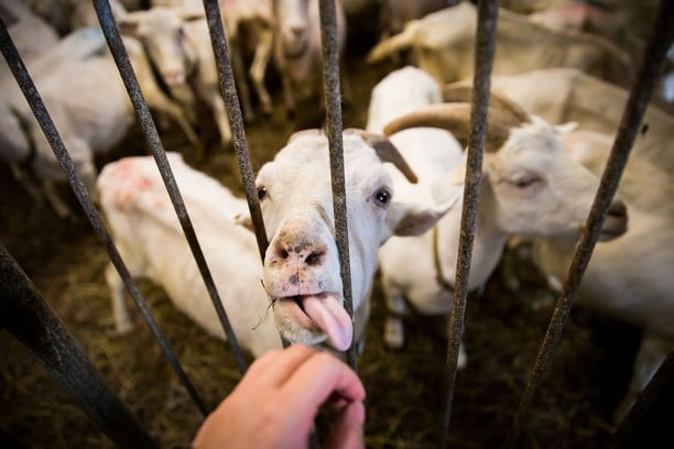 Farma Zahrádka nabízí hlavně kozí produkty