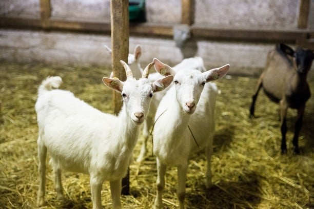 Farma Zahrádka nabízí hlavně kozí produkty